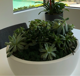 Succulent