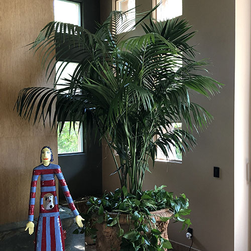 Kentia Palm