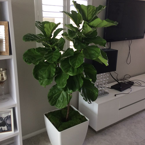 Home Art Plant (3)